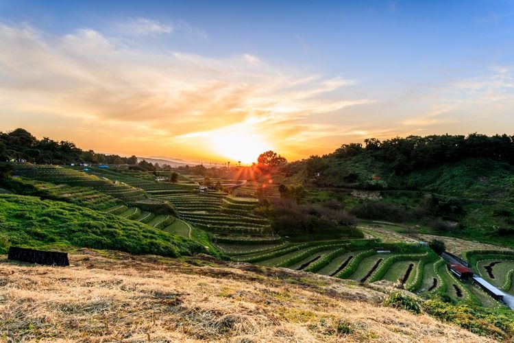 Shimoakasaka Rice Terraces