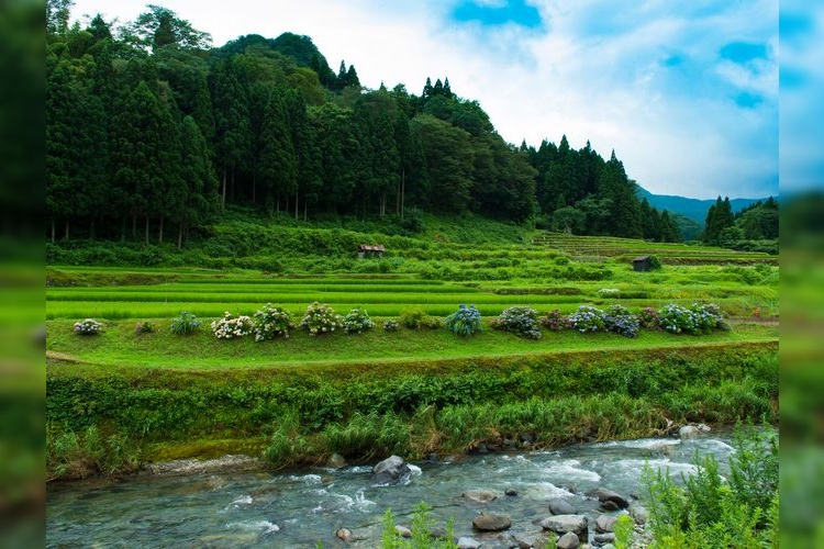 Iwarizagami Rice Terraces