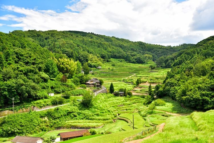 Otsuookidani Rice Terraces