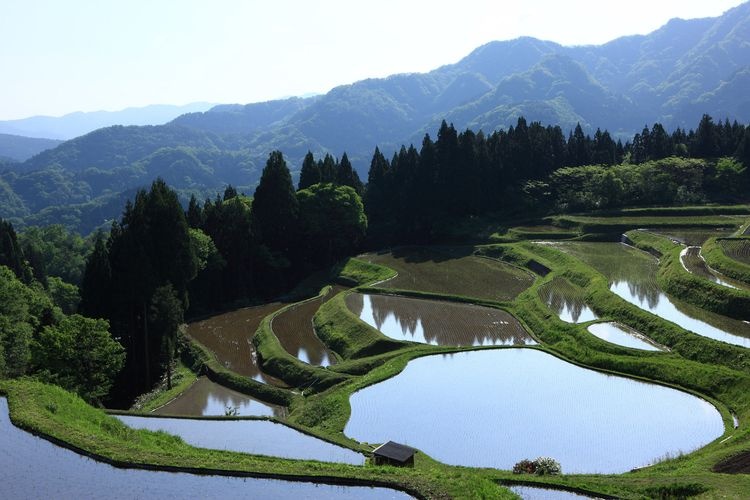 Uheyama Rice Terraces