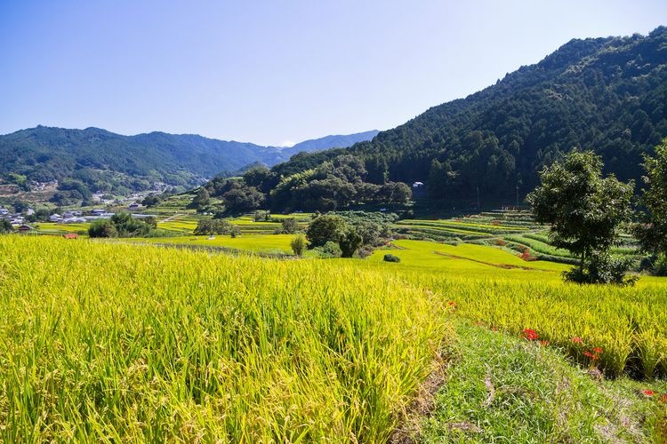 Inabuchi Rice Terraces