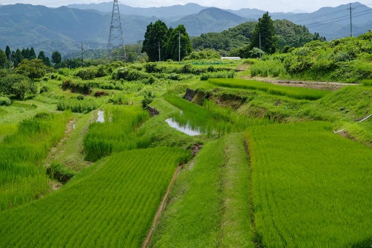 Tourist destination images of Sannoji Rice Terraces(2)