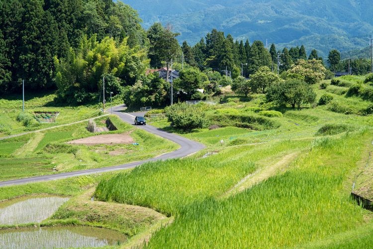 Sannoji Rice Terraces