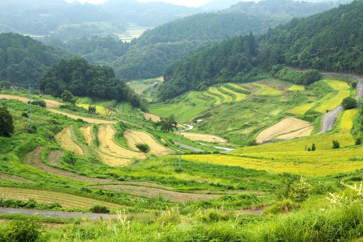 Kamomi Rice Terraces