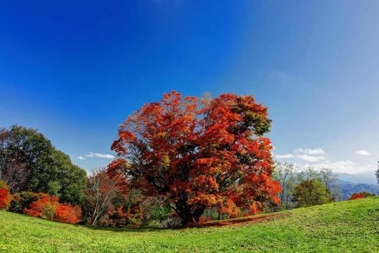 Daimyo Kogen Nana-iro O-kaede (Daimyo Plateau Seven-Colored Big Maple Tree)