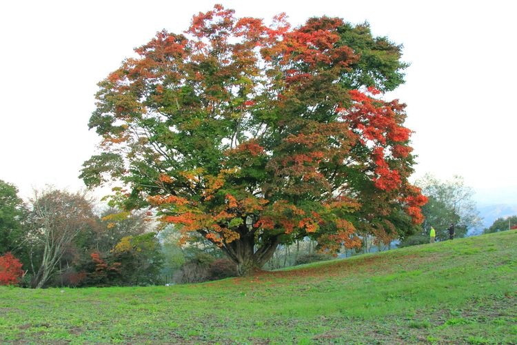 Daimyo Kogen Nana-iro O-kaede (Daimyo Plateau Seven-Colored Big Maple Tree)