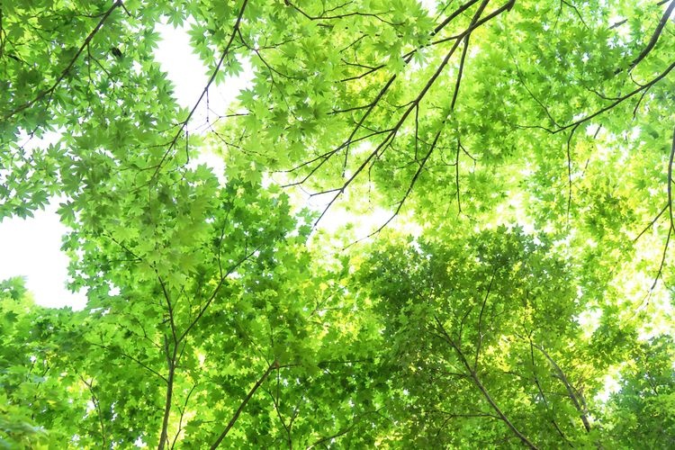 Tourist destination images of Nagaoka City Momiji Park(4)
