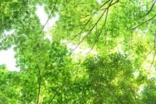 Tourist destination images of Nagaoka City Momiji Park(4)