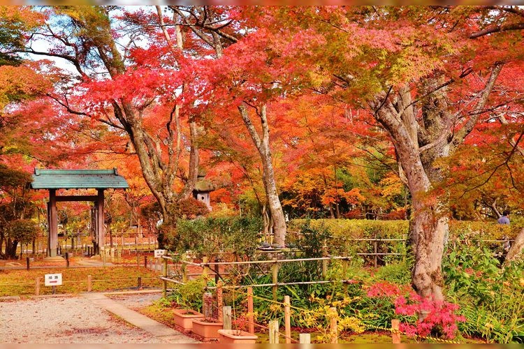 Nagaoka City Momiji Park