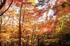 Tourist destination images of Ooyata Shrine(2)