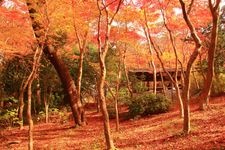 Tourist destination images of Zuihoji Park(3)