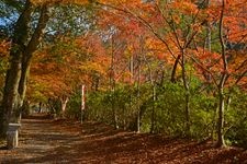 Tourist destination images of Kongouin Temple(3)