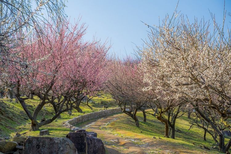 Mitsuto Nature Observation Park (World Plum Park)