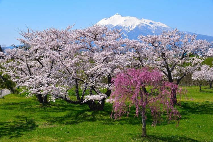 Iwaki River Park