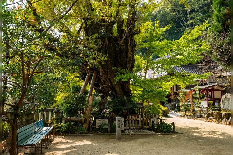 葛城一言主神社的觀光地圖片(3)