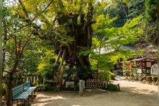 葛城一言主神社的觀光地圖片(3)