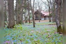 Tourist destination images of Urausujinja Shrine(2)