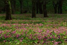 Tourist destination images of Ankezawa Katakuri Colony(1)