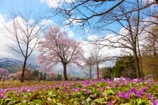 Tourist destination images of Ankezawa Katakuri Colony(2)