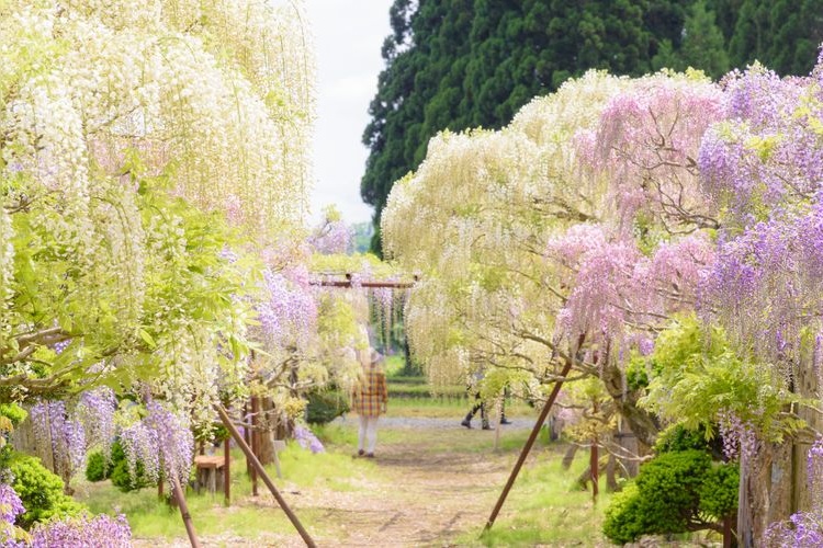 Tourist destination images of Toinose Wisteria Garden (Toinose Fuji no Sato)(2)