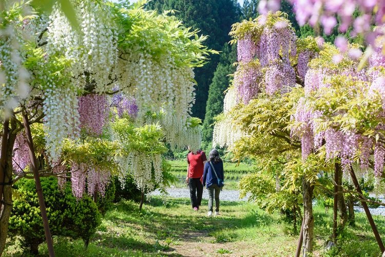 Toinose Wisteria Garden (Toinose Fuji no Sato)