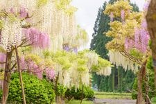 Tourist destination images of Toinose Wisteria Garden (Toinose Fuji no Sato)(2)