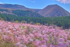 Tourist destination images of Sakura-toge(2)