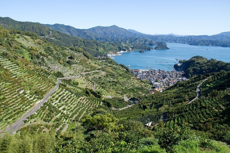 Karihama Terraced Rice Paddies