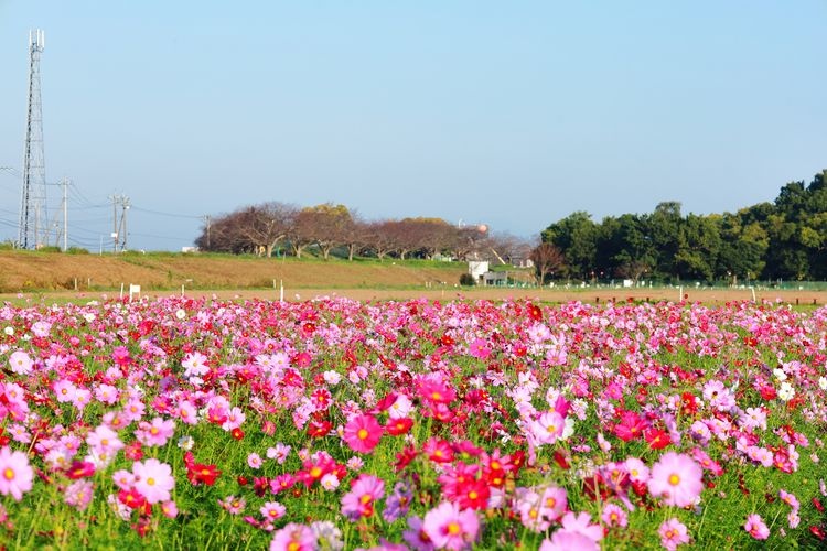 Parc Koga-gawa Fureai (Homic Fureai Park)