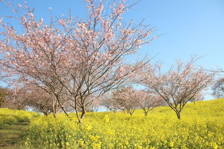 Kotaku Kofungun (Cherry Blossoms & Canola Flowers)