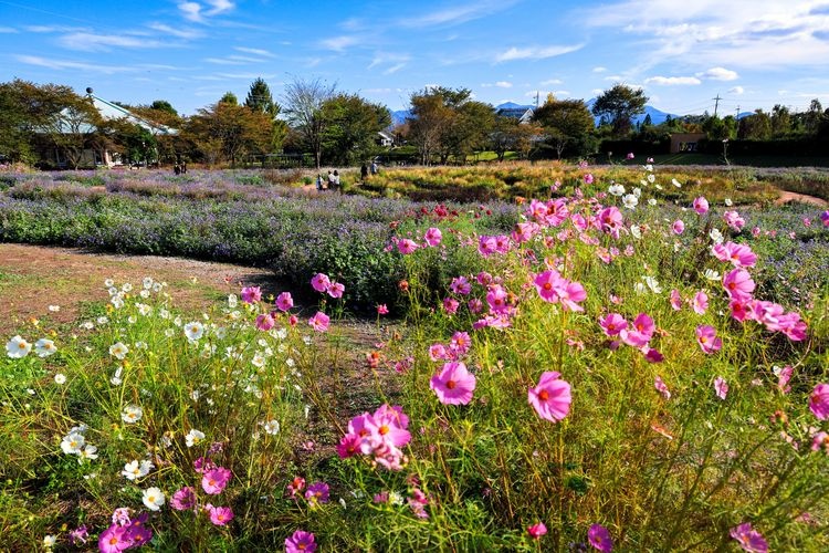 Nakanojo Gardens