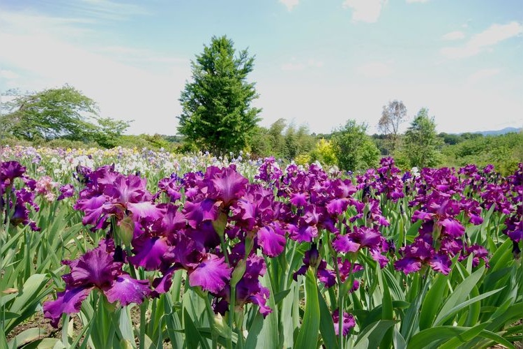 Flower Paradise Iris no Oka