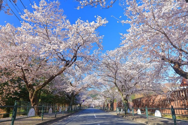 Kita-Sakura-dori