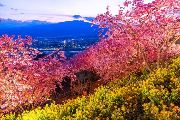 Tourist destination images of Nishihirahata Park (Matsudayama Herb Garden)(3)