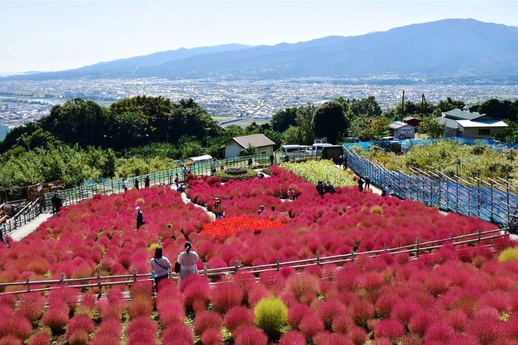 Tourist destination images of Nishihirahata Park (Matsudayama Herb Garden)(2)