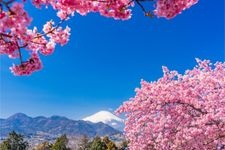 Tourist destination images of Nishihirahata Park (Matsudayama Herb Garden)(1)