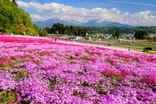 Tourist destination images of Uonuma Moss Phlox Park(1)