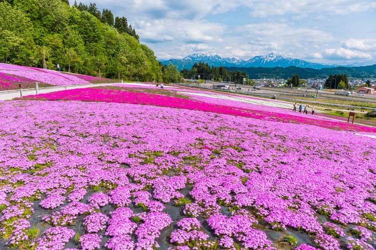 Uonuma Moss Phlox Park