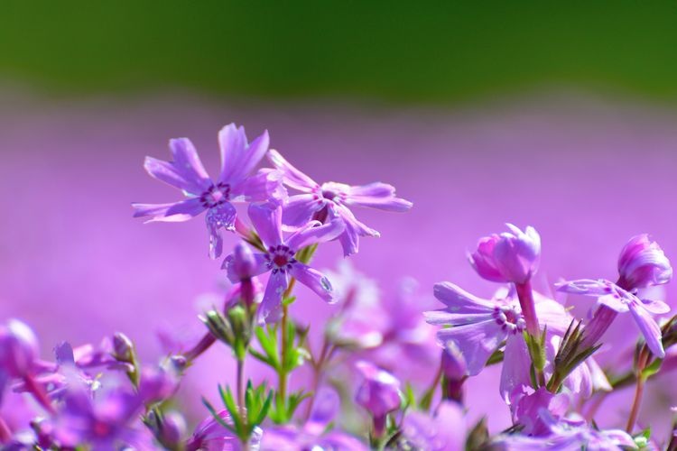 Tourist destination images of Uonuma Moss Phlox Park(2)