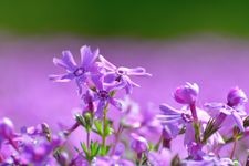 Tourist destination images of Uonuma Moss Phlox Park(2)