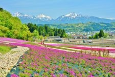 Tourist destination images of Uonuma Moss Phlox Park(2)