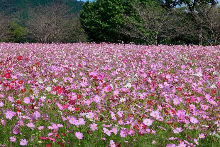 Miyanomori Park