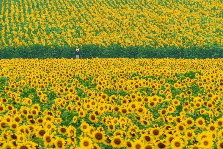 Nakayama Sunflower Fields