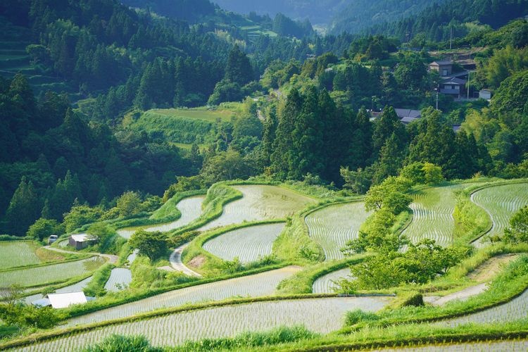 Yoshinobu Rice Terraces