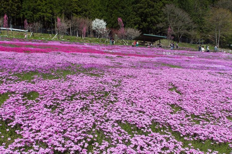 Kunita's Moss Phlox