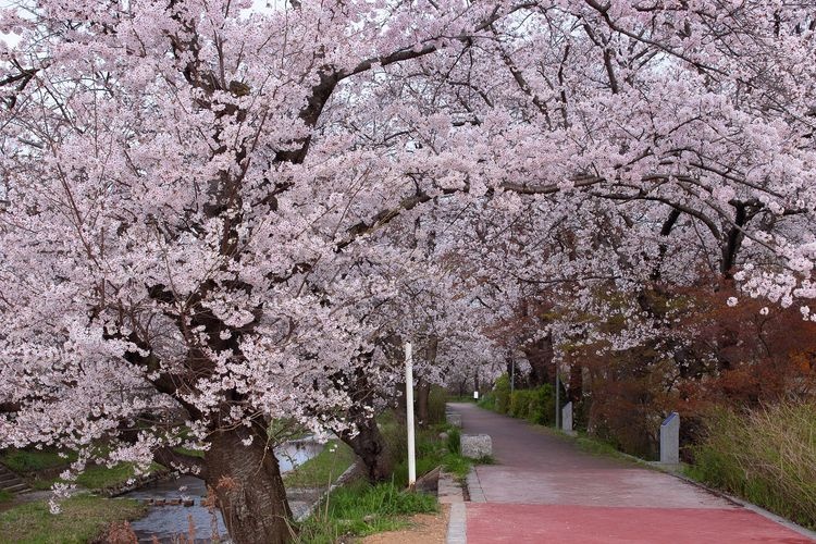 Tamagawa Dotei Cherry Blossoms