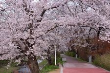 Tourist destination images of Tamagawa Dotei Cherry Blossoms(1)