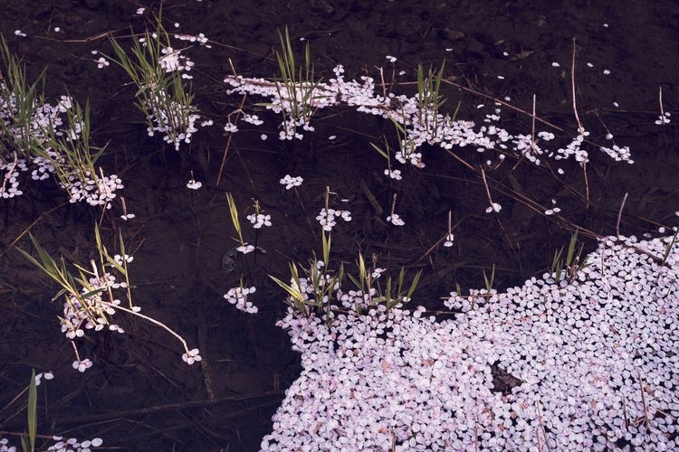 Tamagawa Dotei Cherry Blossoms