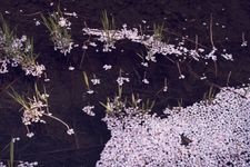 Tourist destination images of Tamagawa Dotei Cherry Blossoms(1)