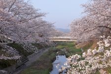 Tourist destination images of Tamagawa Dotei Cherry Blossoms(2)